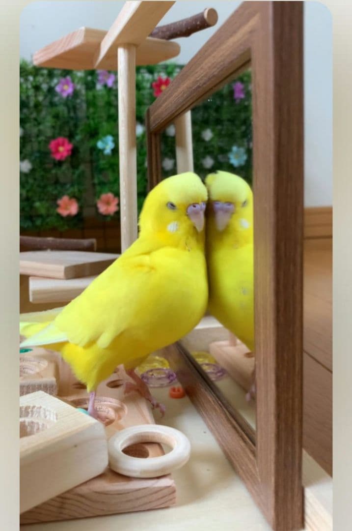 100⭐　バードアスレチック　ミラーとフォージングトイセット　⭐バードトイ