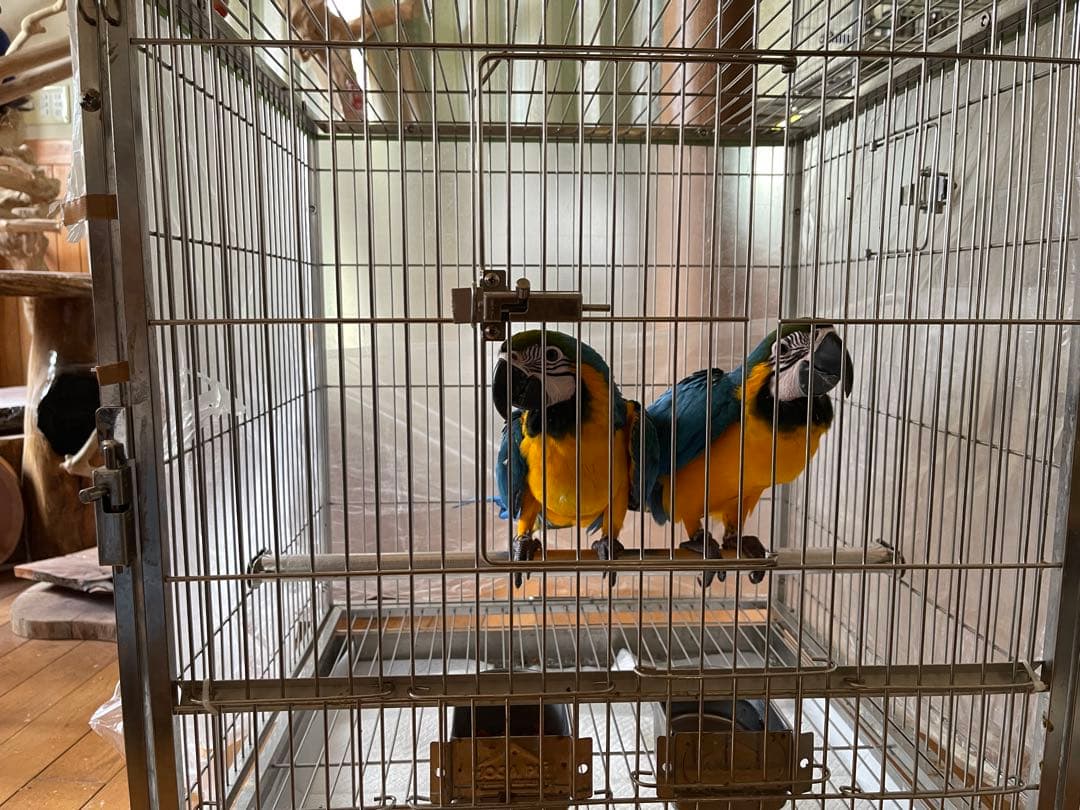 ステンレスケージ　aoi