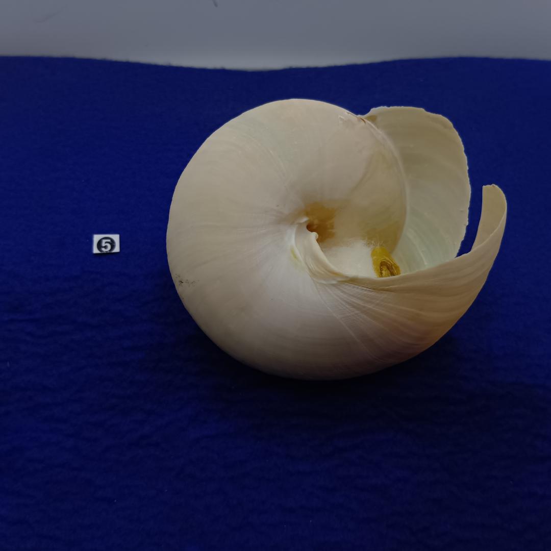 ❺-1貝標本ミナミノオキナエビス（蓋付）