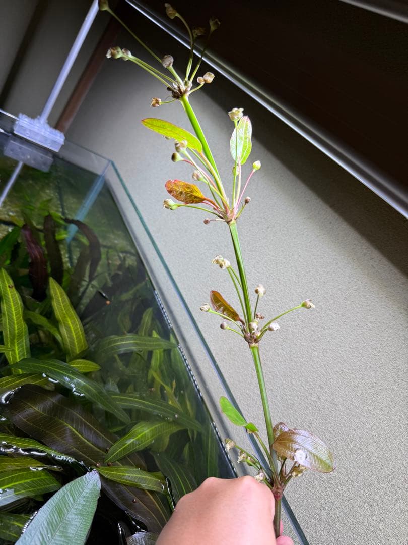 エキノドルス ホレマニー レッド？