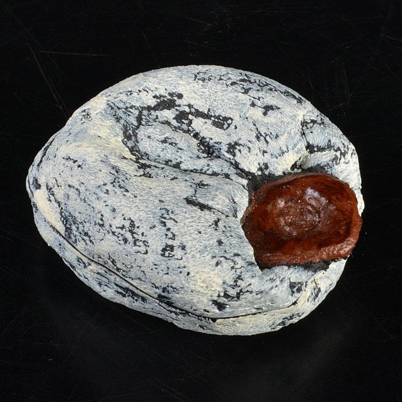 茶道具　乾漆　干柿　香合　時代箱　V　6223