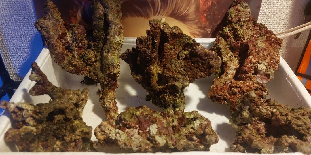 天然ライブロック　大　中　Sグレード　海水魚用