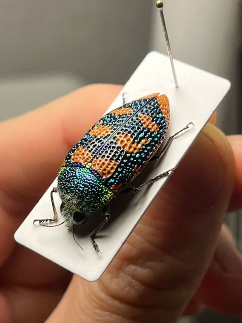 【25mm】アカモンアラメムカシタマムシ ロエイ　アラメムカシタマムシ標本