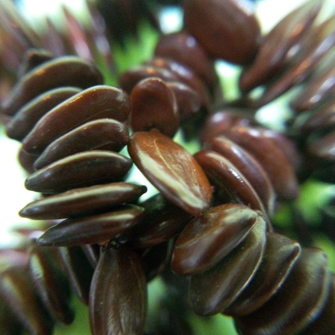 アフリカ　タンザニア　アンティークネックレス④　くびかざり　レトロ　アクセサリー