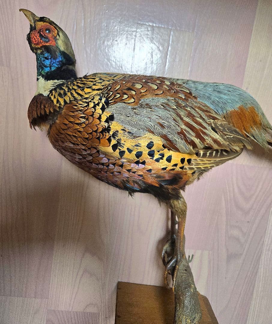 西直樹ページ　　剥製 セット　コウライキジ　ヤマドリ　台座付き