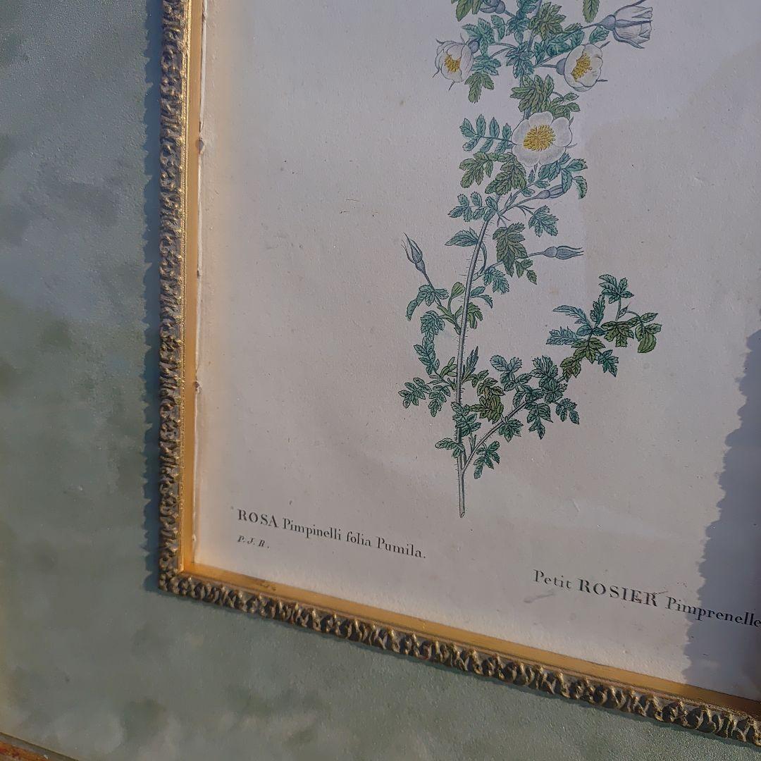 アンティーク額 ルドゥーテ バラ図譜 オクターヴォ版 ボタニカルアート