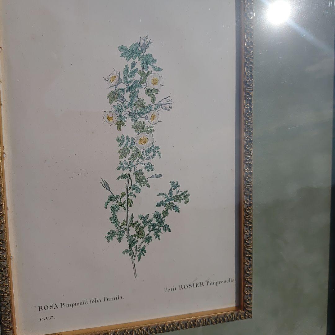 アンティーク額 ルドゥーテ バラ図譜 オクターヴォ版 ボタニカルアート