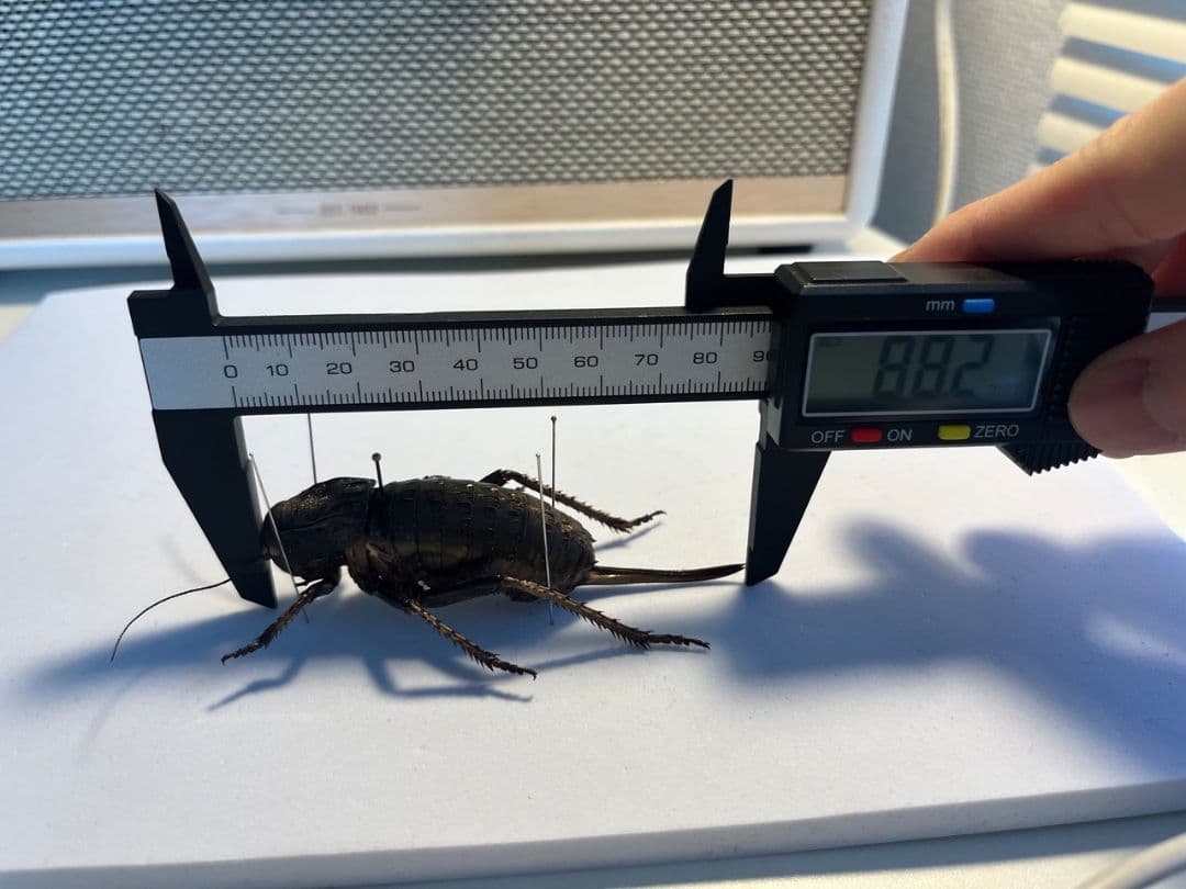 【88mm♀】ヨロイコロギス Bradyporus リオック 直翅類 標本