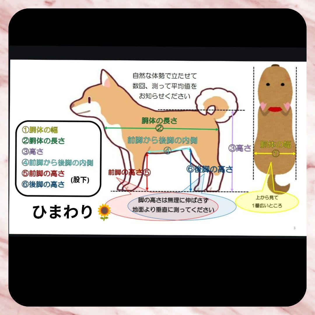 バセンジー4輪　リハビリ　食事補助　犬用車椅子　体制維持　犬の歩行器