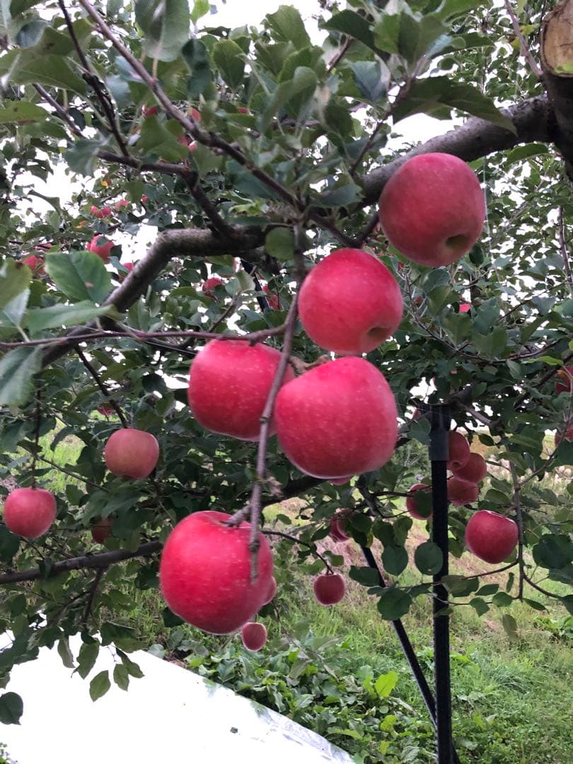 秋田県産 無添加 100% りんごジュース 100パック