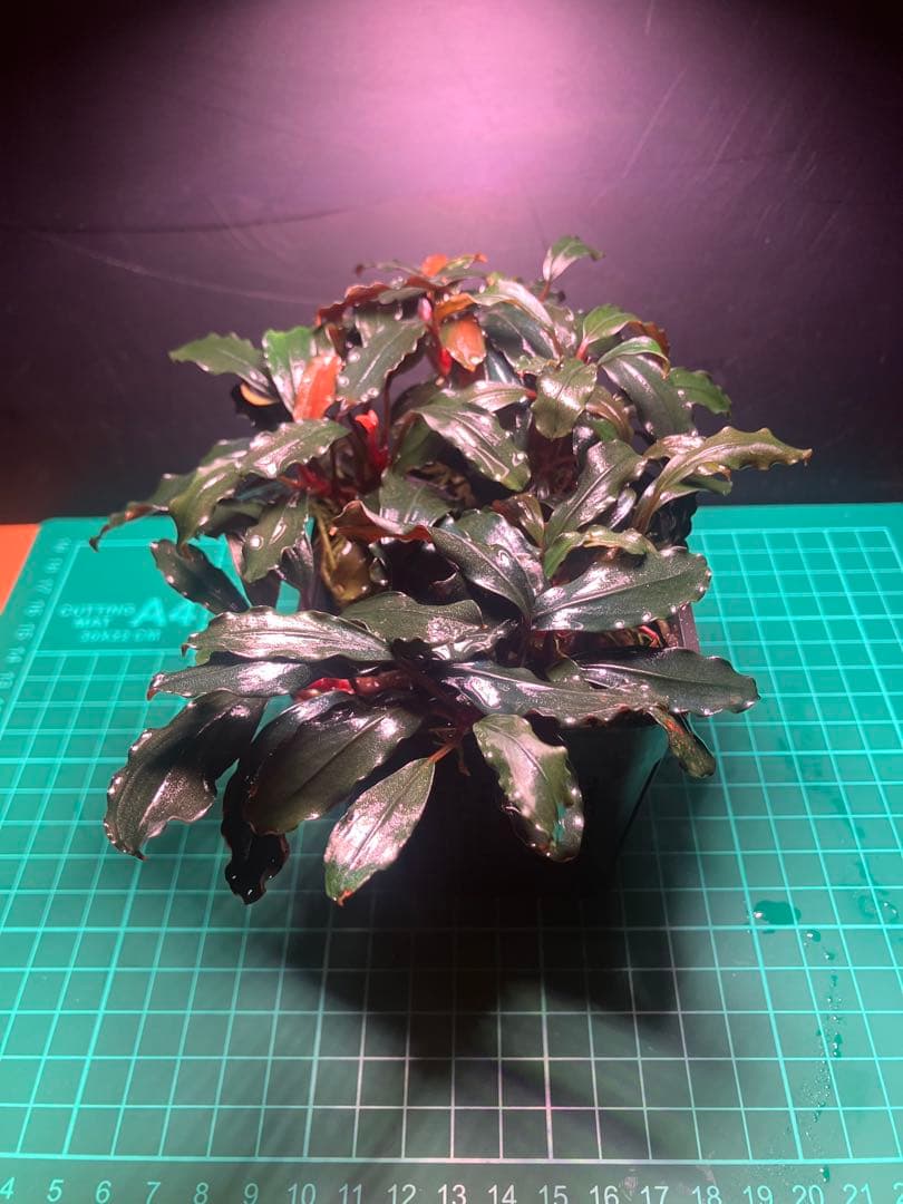 s.k.cさん専用　ブラウニーゴースト2ポット