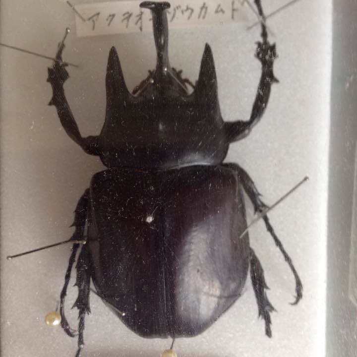 アクティオン ゾウカブト