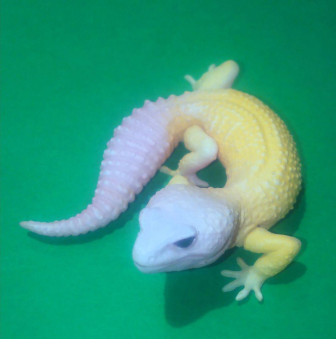 ヒョウモントカゲモドキ（ブリザード） ヤモリ大全