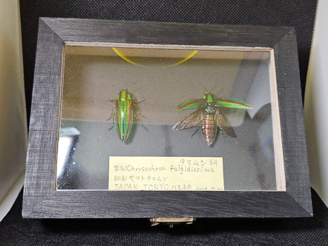 Chrysochroa fulgidissima 標本 日本 東京