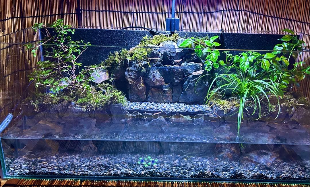 水の流れる滝テラリウム水槽　オールガラス60