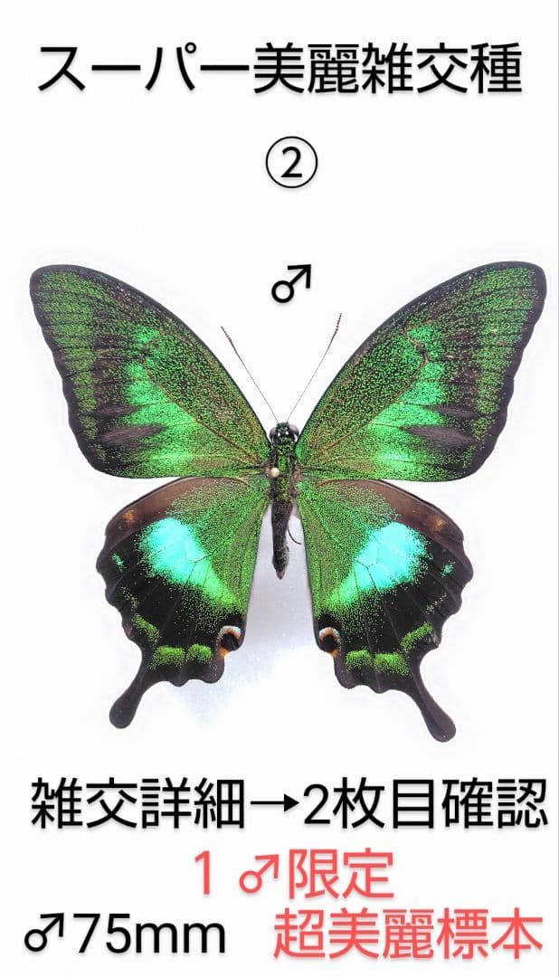 年末価格‼️スーパー美麗アキリデス雑交種 ♂標本75mm雑交詳画像2枚目確認