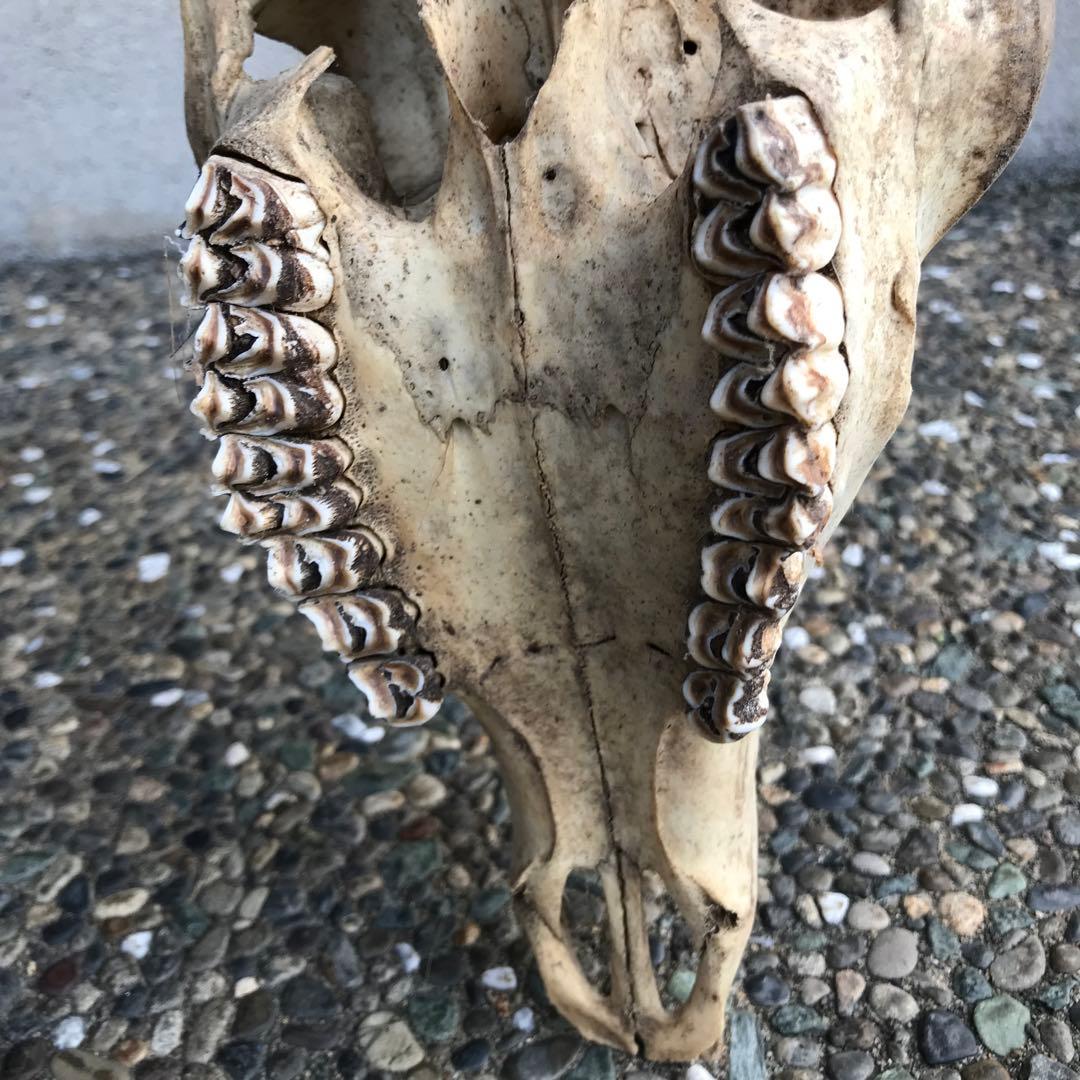 鹿の角　頭部　骨格