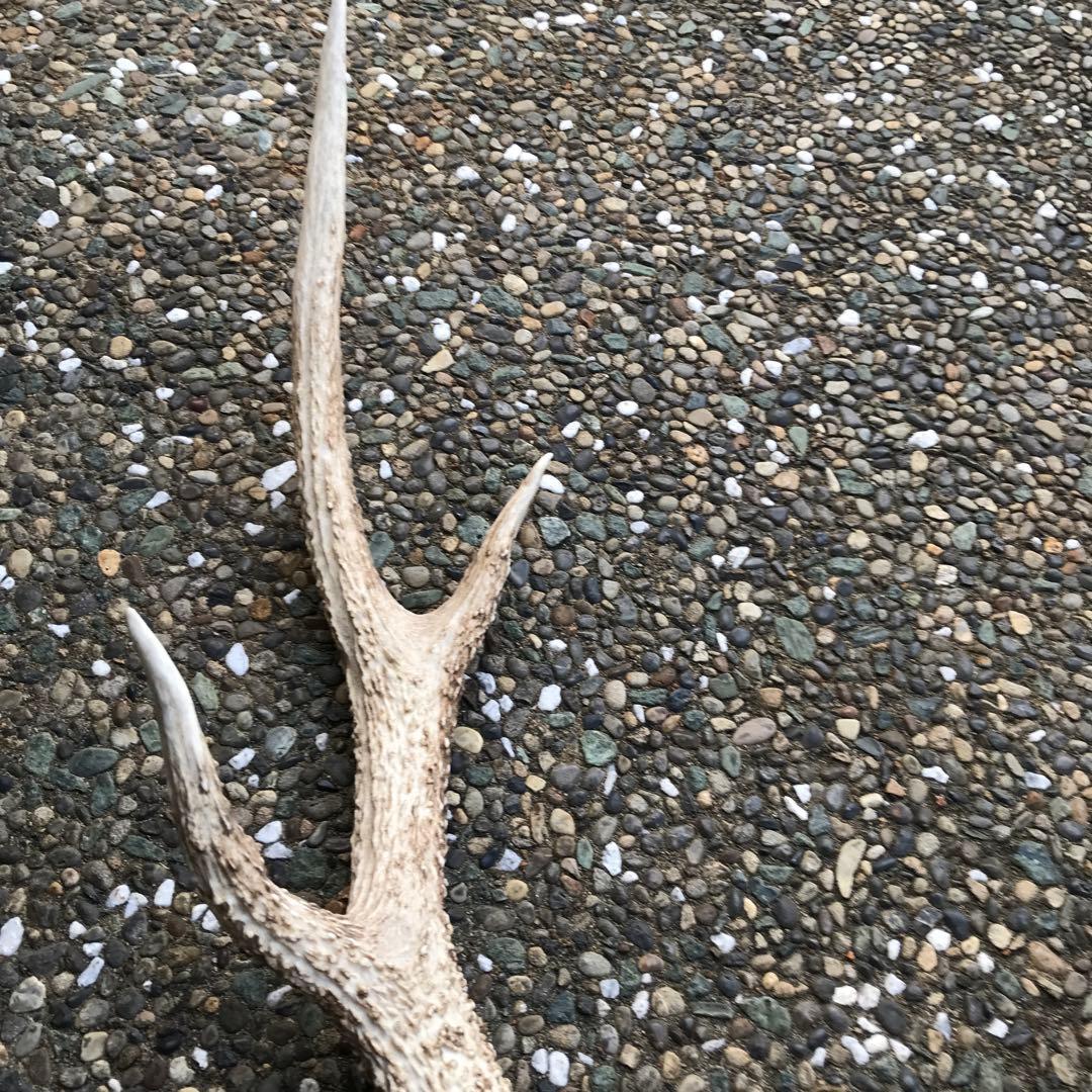 鹿の角　頭部　骨格