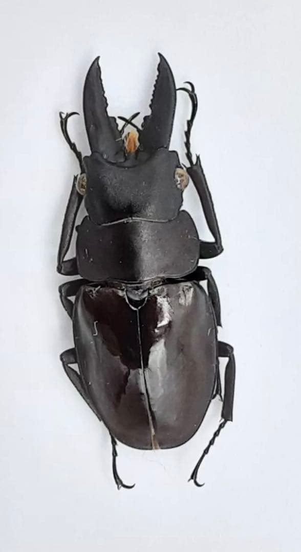 ヌエクワガタ 26㎜　標本