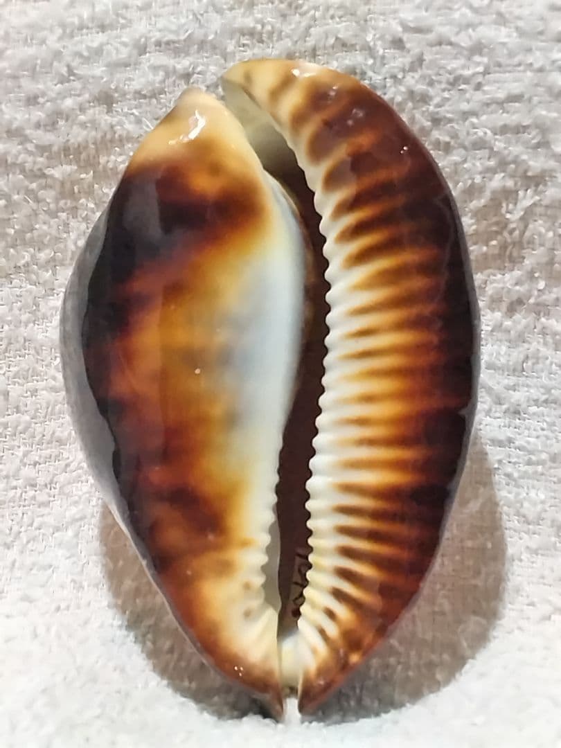 貝殻 ビードロダカラ (タカラガイ科)