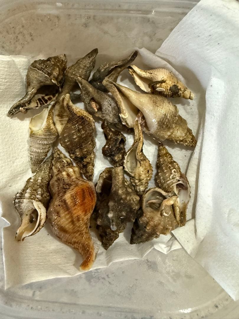 貝　まとめ売り