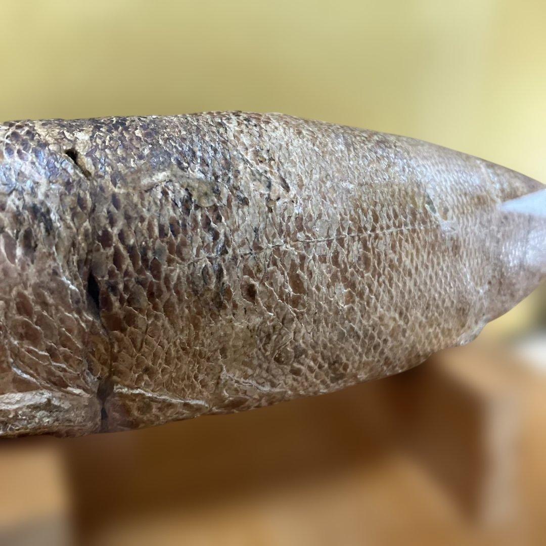 魚の化石（特製スタンド付）