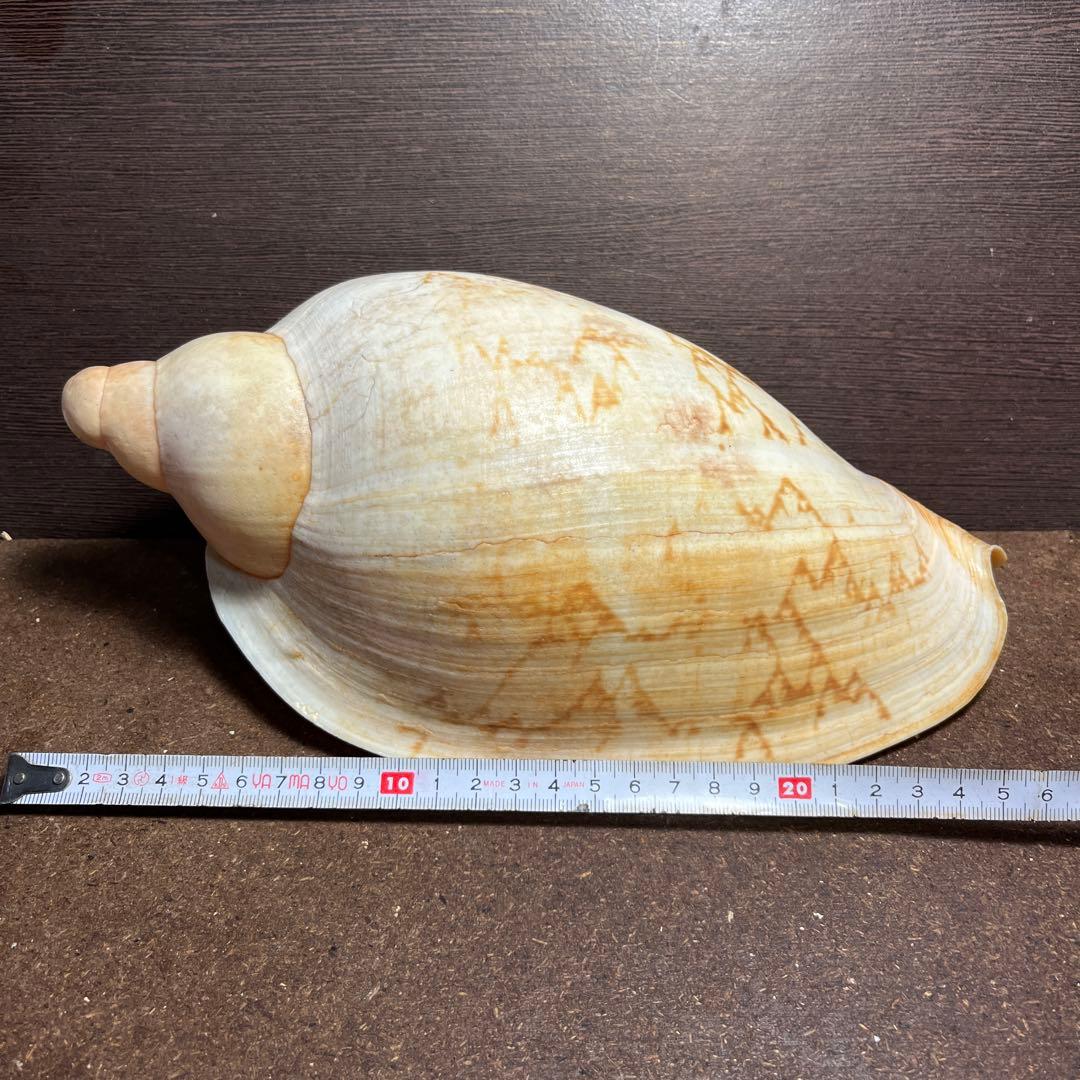 激レア　美品　オーストラリア産　タラチネボラ