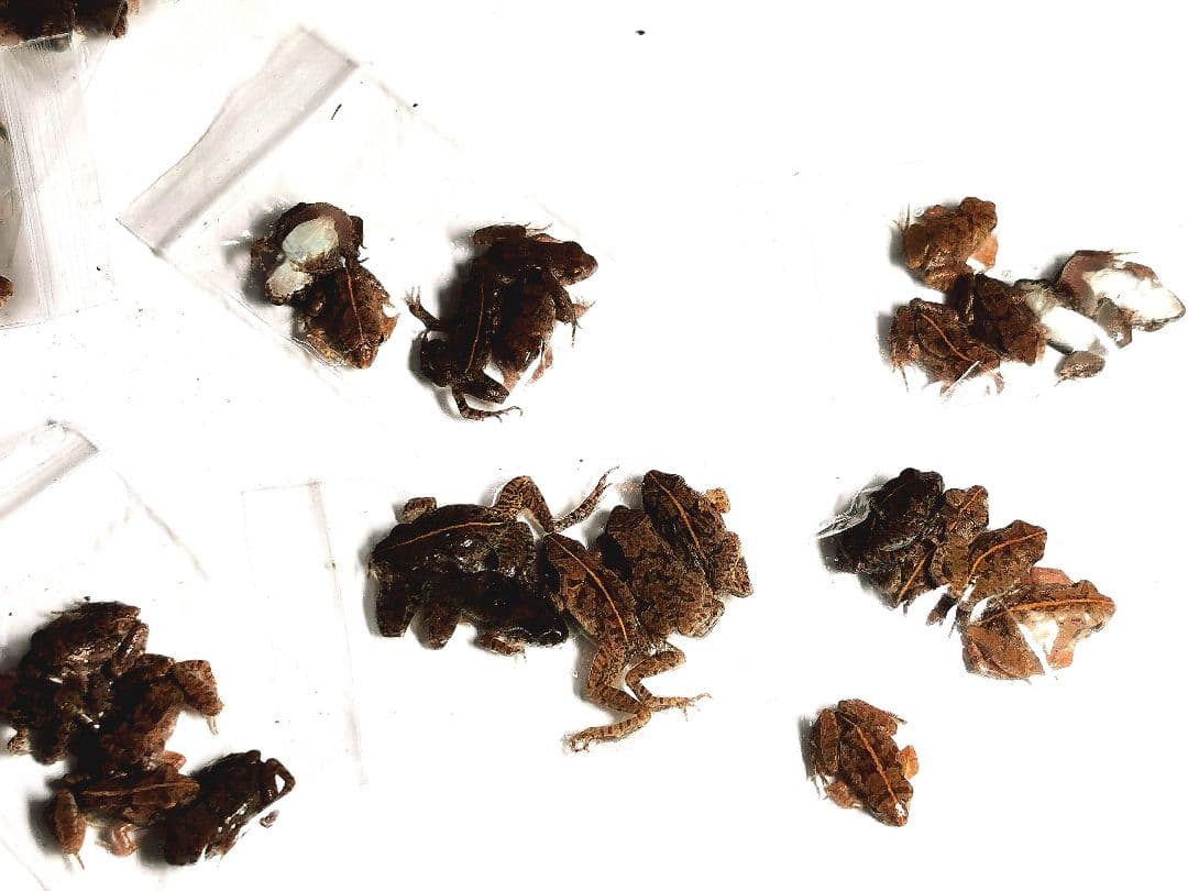 二百匹【冷凍】SS 餌用カエル ヌマガエル エサ用 爬虫類 蛇の餌 ヘビ トカゲ