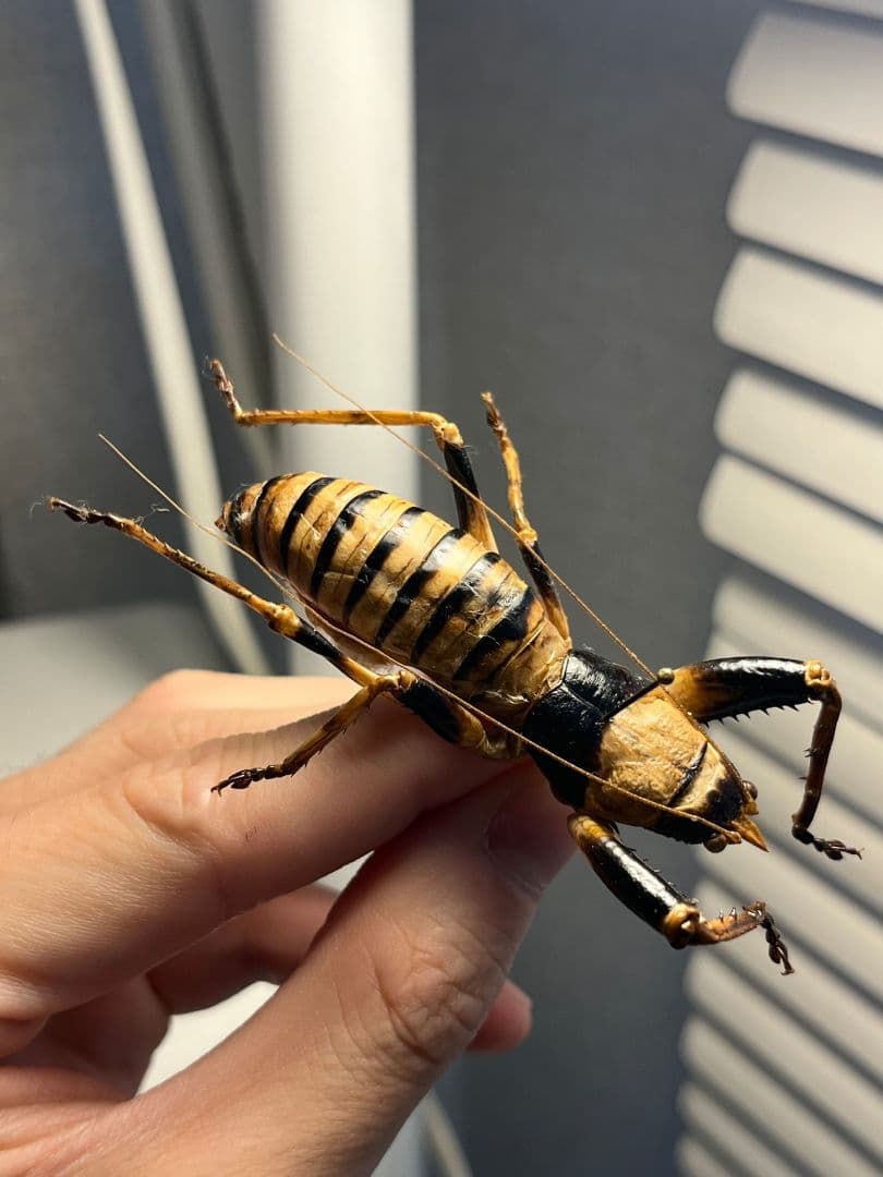 【巨大♂】ロブスターキリギリス マッチョキリギリス コロギス リオック標本