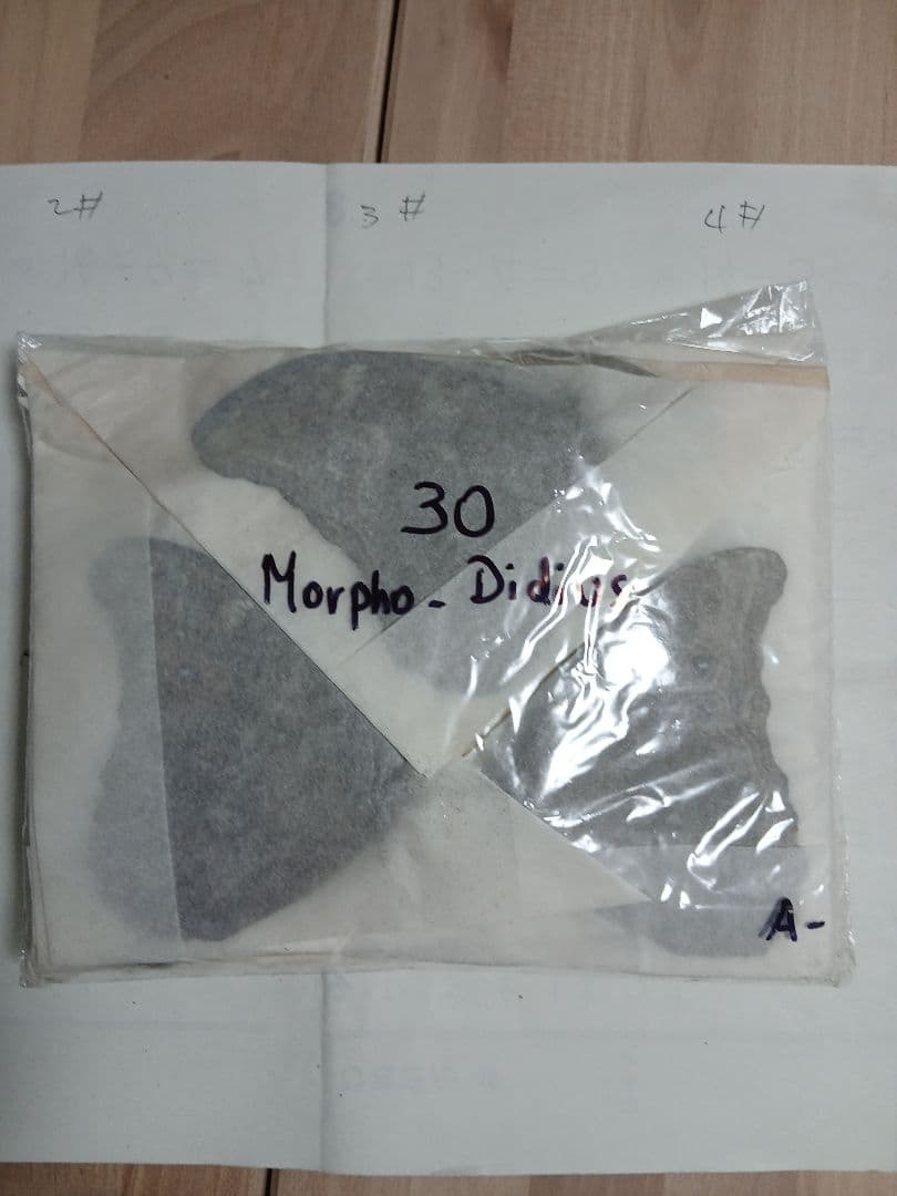 ペルー産・オオモルフォ（実物写真）A-