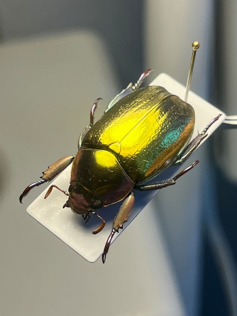 【27mm】アウリガンスプラチナコガネ 金色型 カナブン ウグイスコガネ 標本
