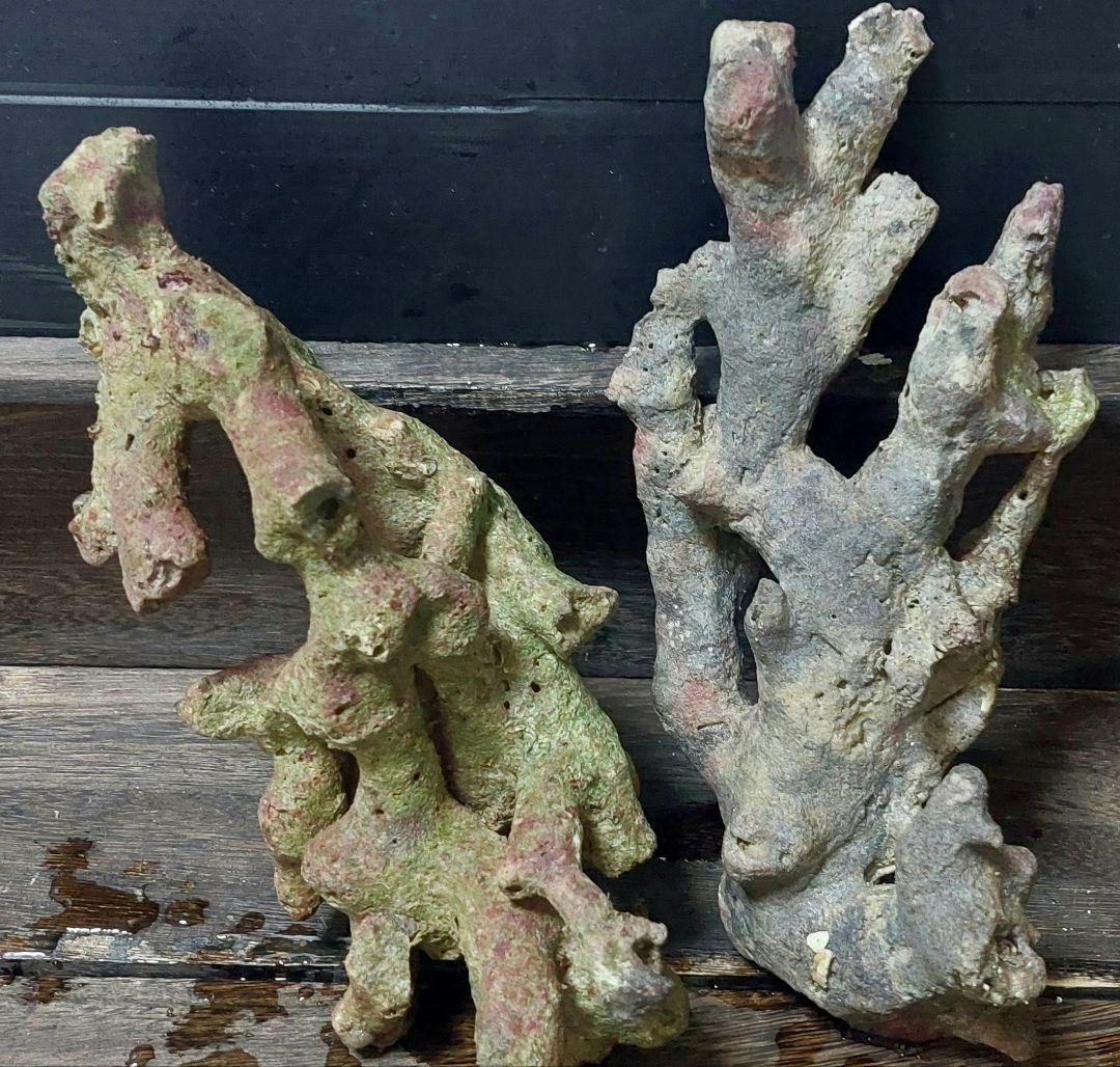 天然ライブロック サンゴ　枝塊　25cm 2点