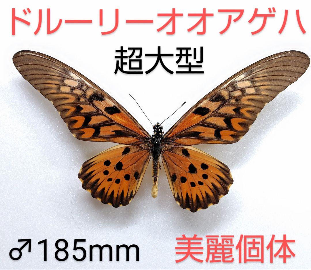 ドルーリーオオアゲハ♂ 超大型 標本 185mm★アフリカ産★本当に巨大個体‼️