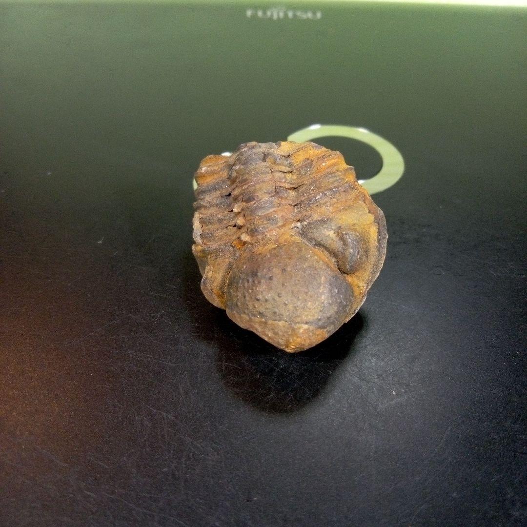 三葉虫　化石　fossil　ボリビア産　trilobite　三葉虫判別⑦