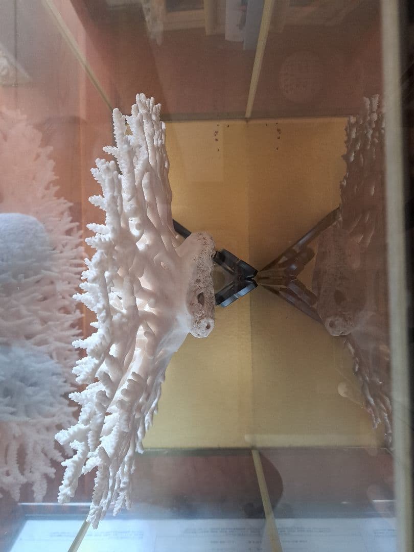 巨大珊瑚！値段交渉致します。
