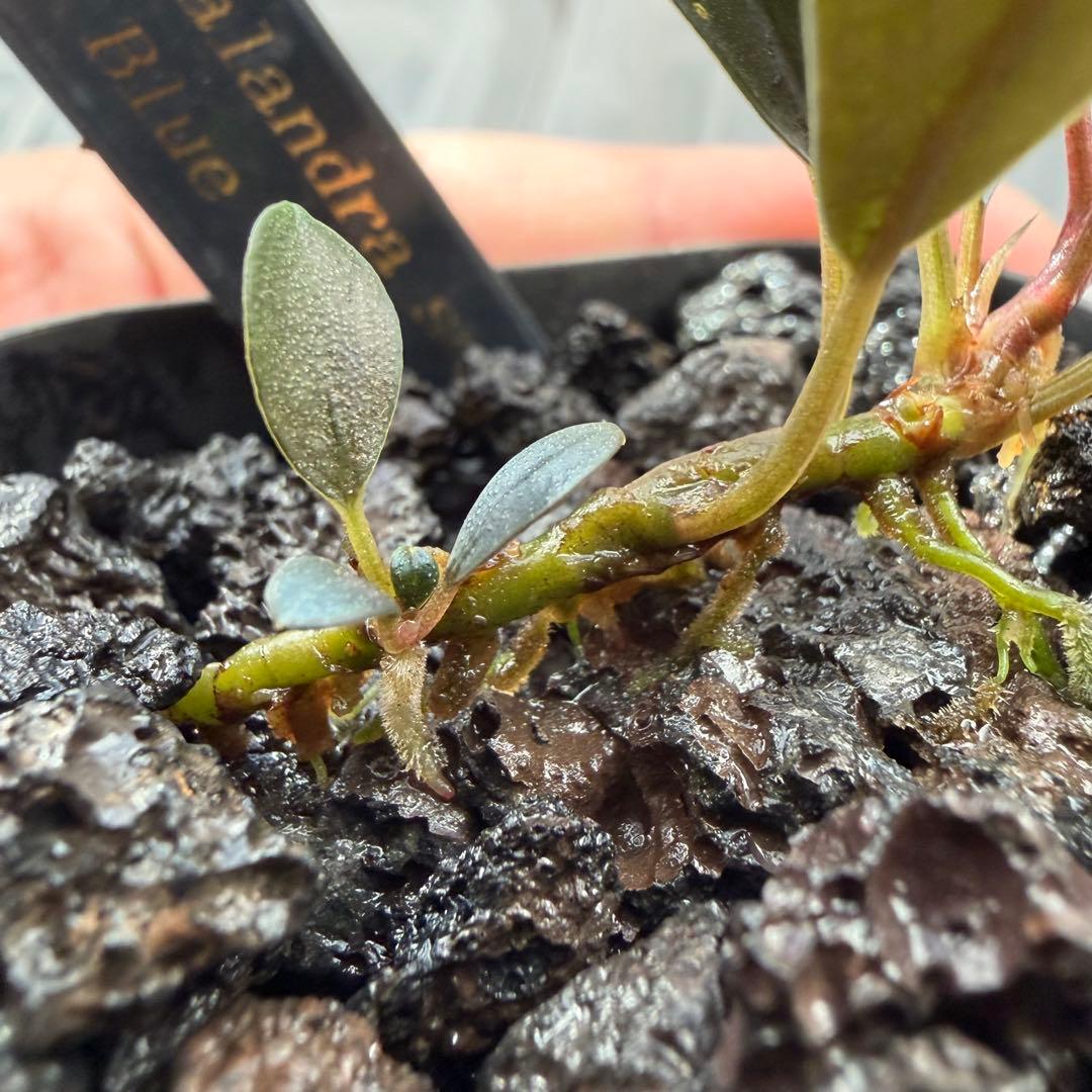 ③ブセファランドラ sp.ティアブルー（theia blue）水上葉