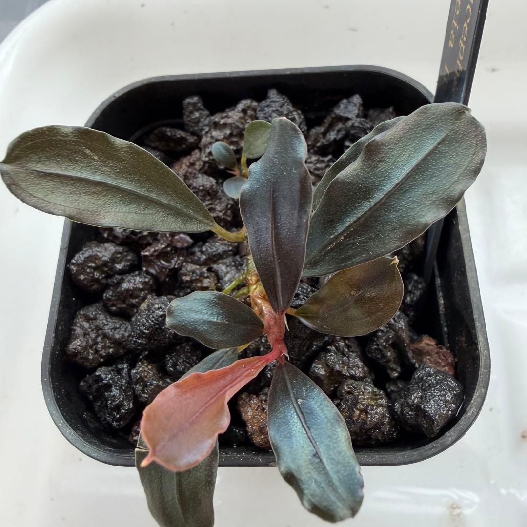 ③ブセファランドラ sp.ティアブルー（theia blue）水上葉