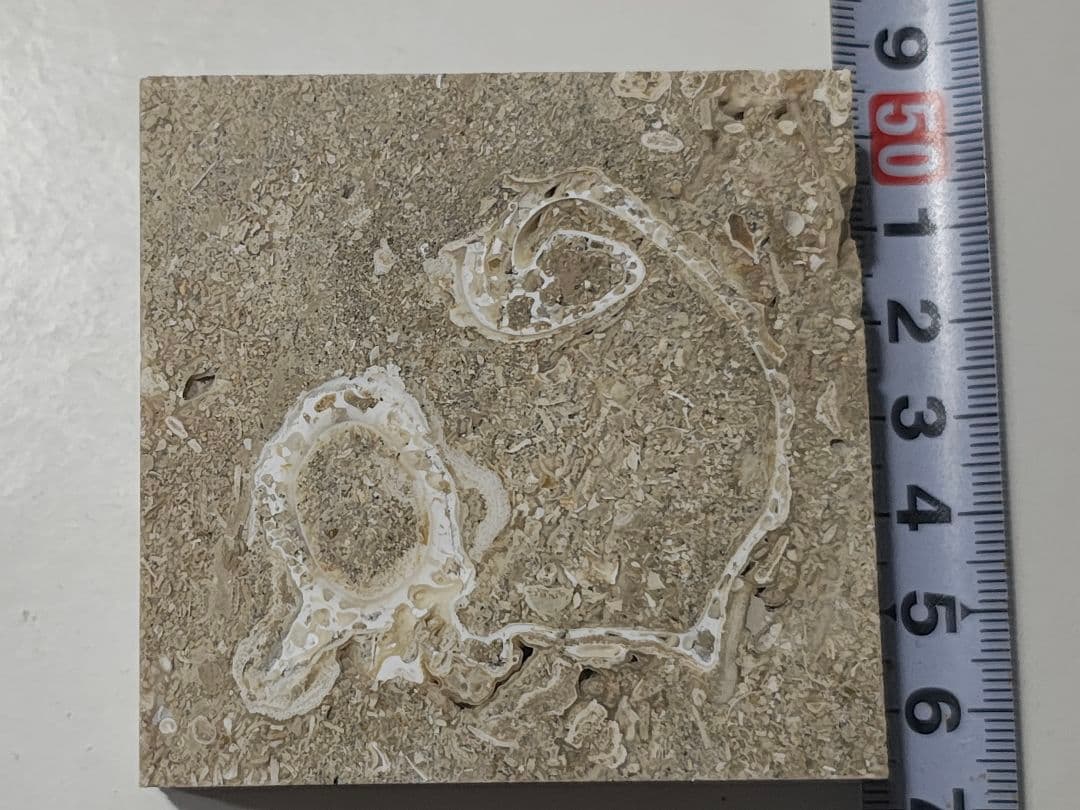 日本産　化石入り大理石(の切れ端)25個セット