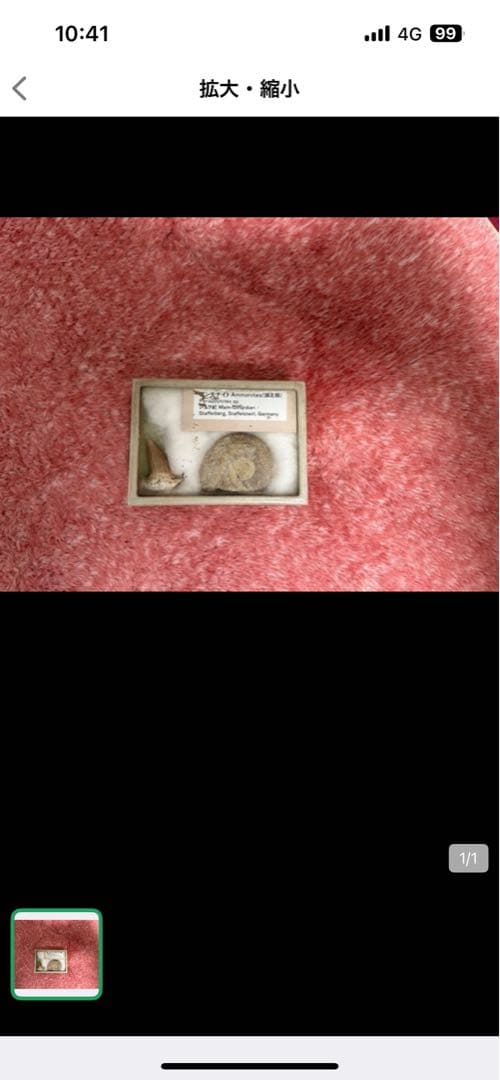 昆虫標本 ケース付き 約5cm x 7cm アンモナイト　爪