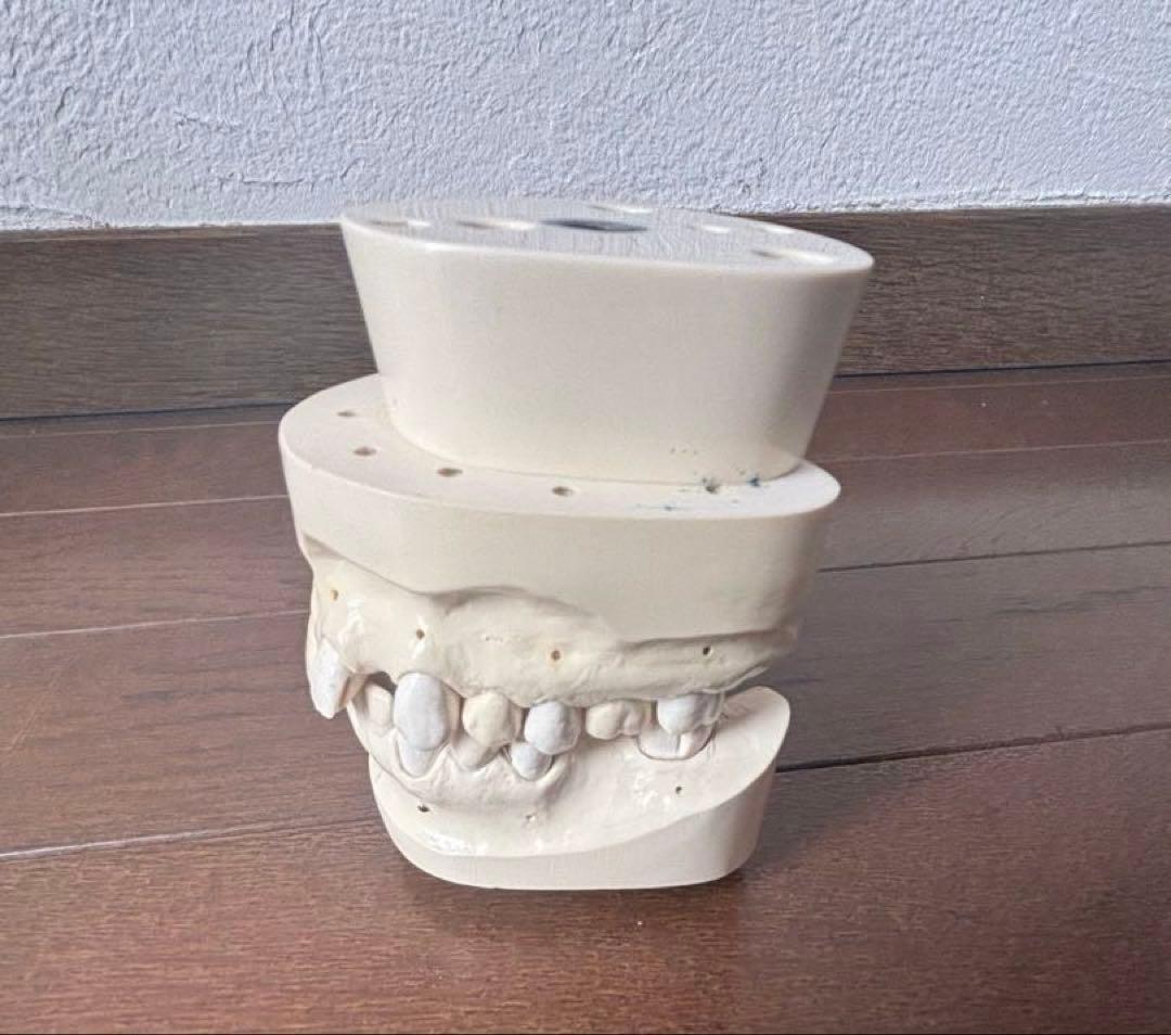 最終価格　歯科　支台歯形成　練習模型　セット