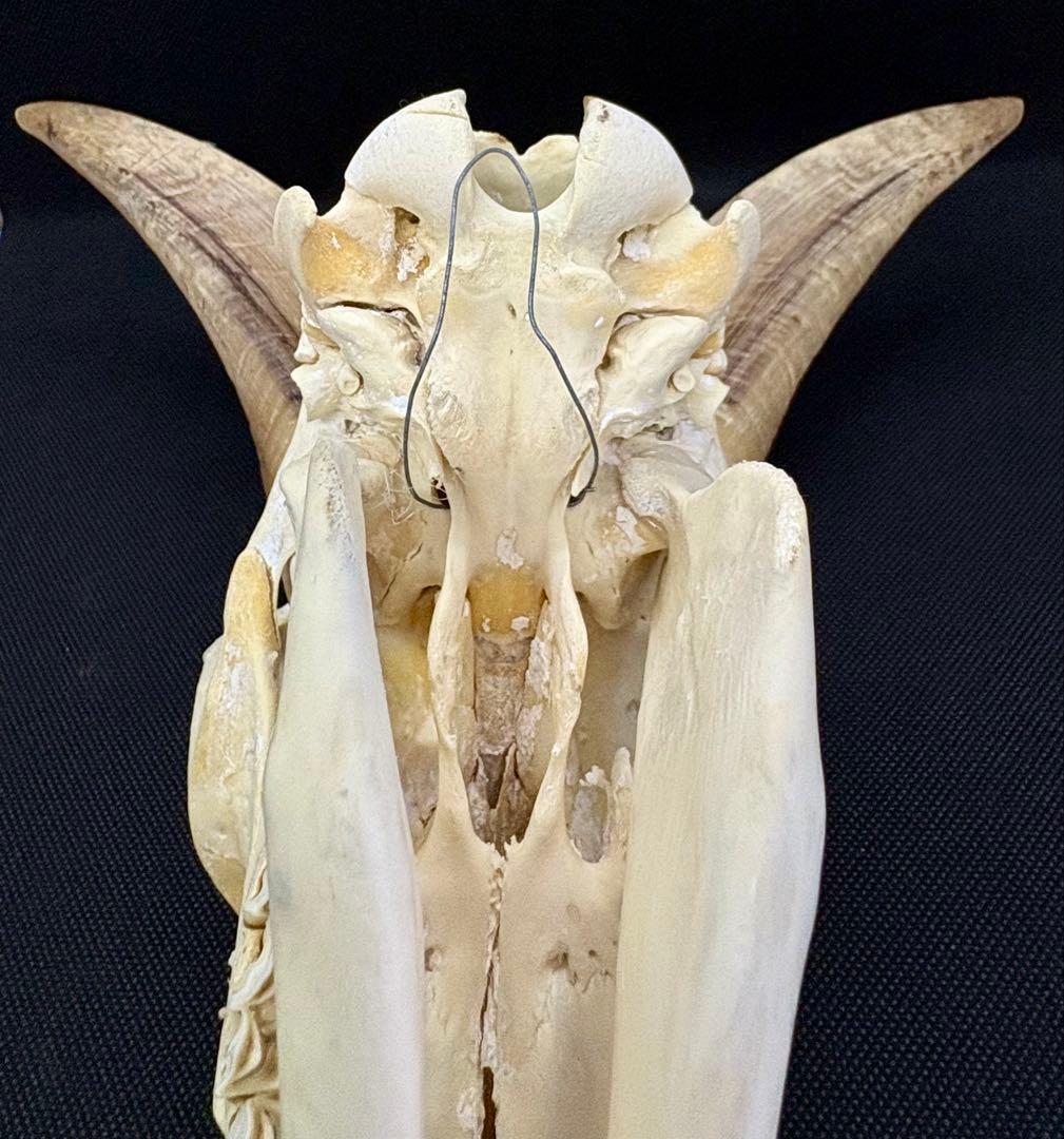 ヤギ頭蓋骨　実物　下顎　角鞘付き希少品　デッサン画モデル　ハンティングトロフィー