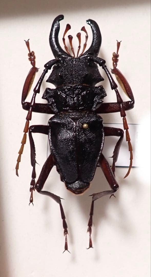 特大　カシクスオニカミキリ　標本