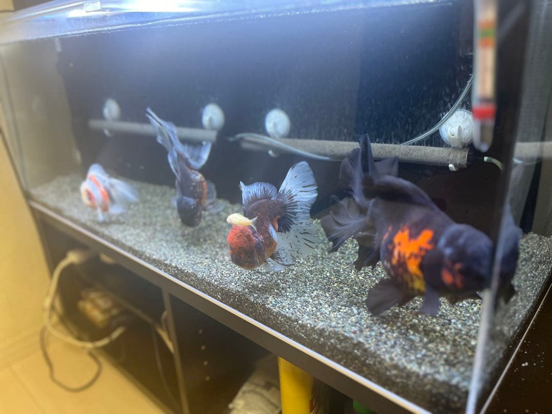 アクリル水槽　最終値下げ