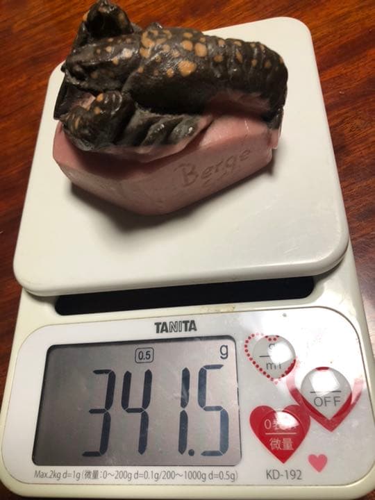 アマルリックワルター　ロブスター　ガラス工芸　20世紀初頭