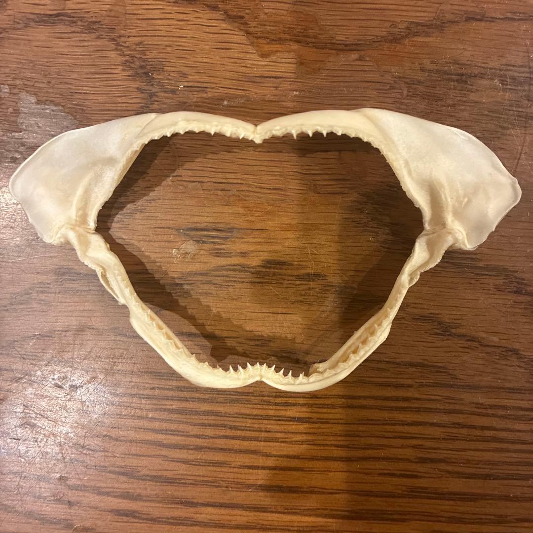 サメの顎骨標本