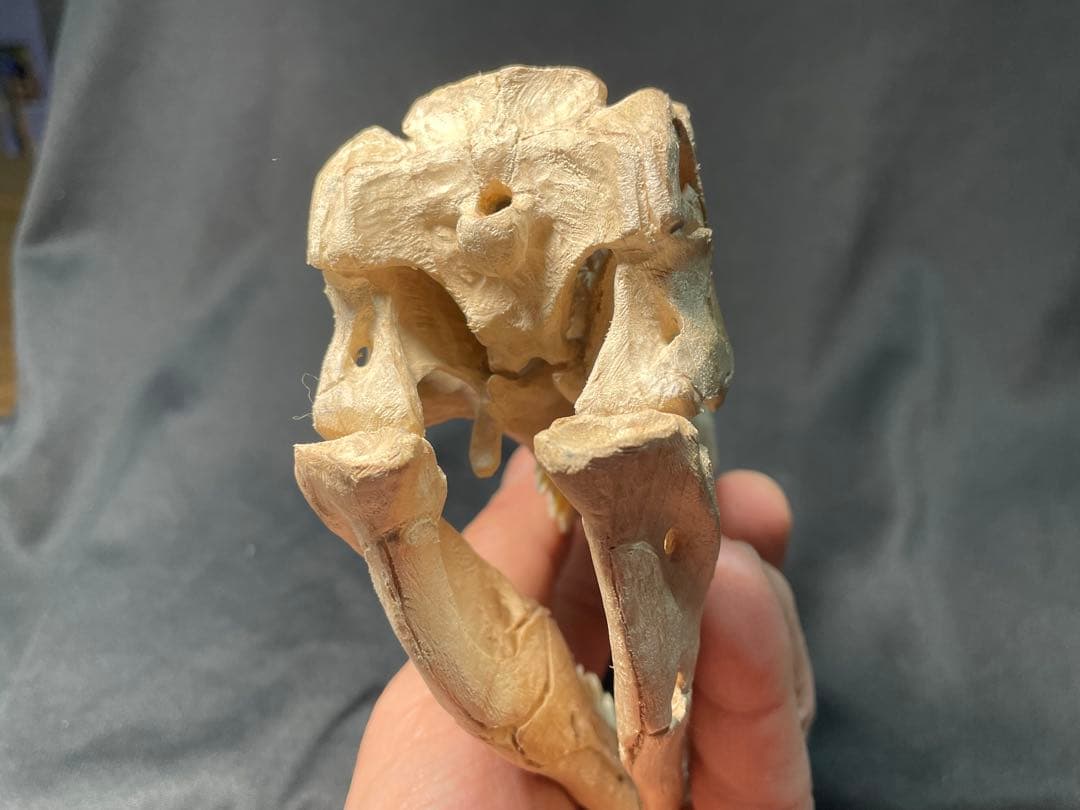 木彫　恐竜　タルボサウルス　頭骨模型　1/10スケール　12cm