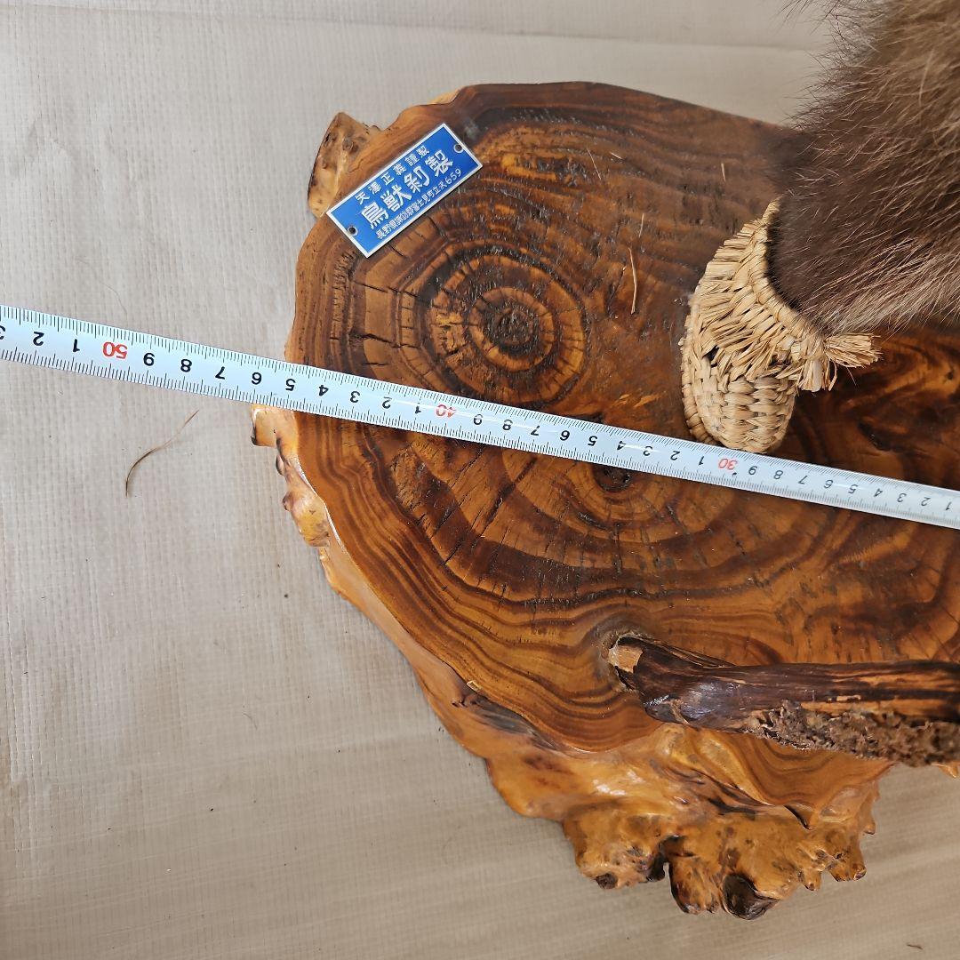 タヌキ　狸　鳥獣　剥製　本物　縁起物　商売繁盛　出世運　天然木　台座付き