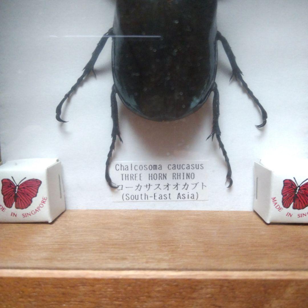 大型コーカサスオオカブトの 標本 木製ケース入り