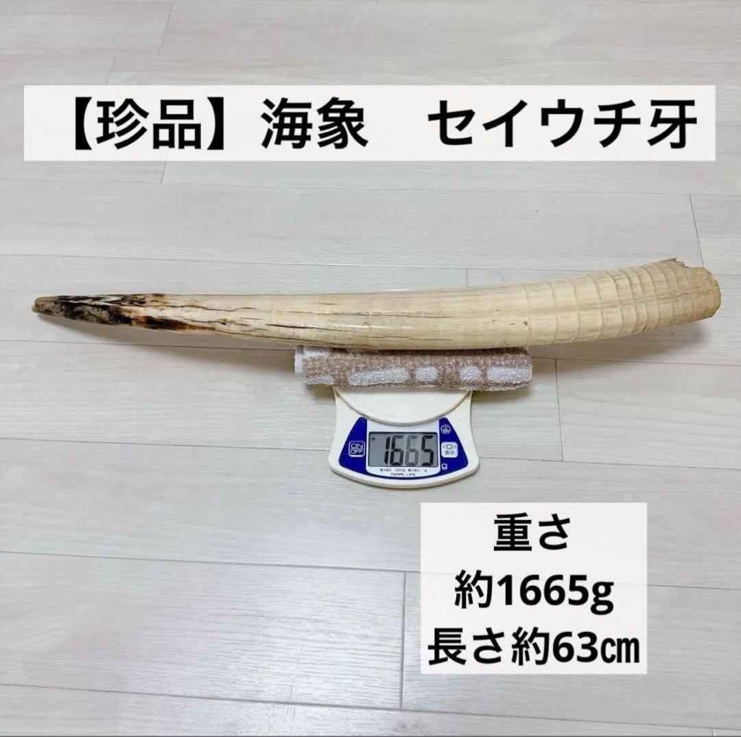 海象　セイウチ牙 1665g