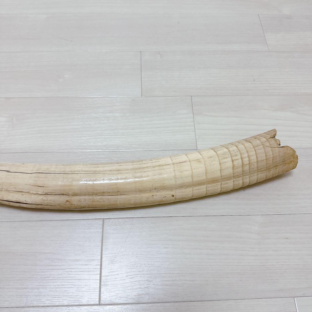 海象　セイウチ牙 1665g